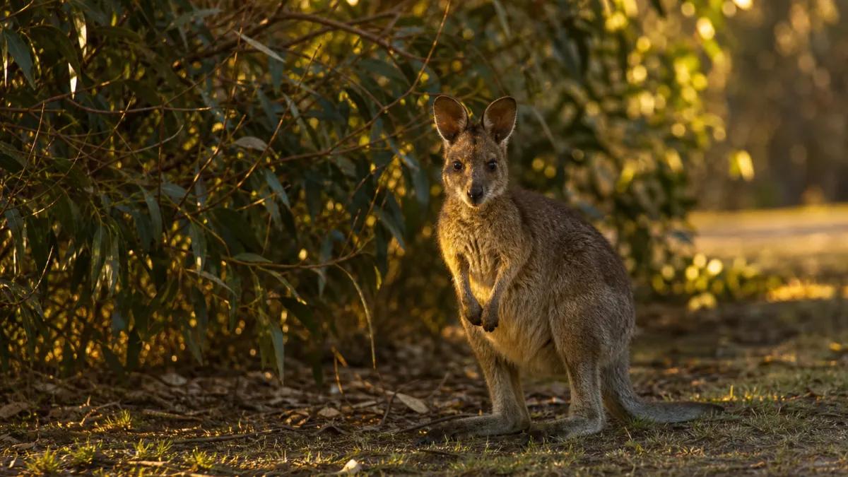 Animaux qui commencent par la lettre W : la liste complète