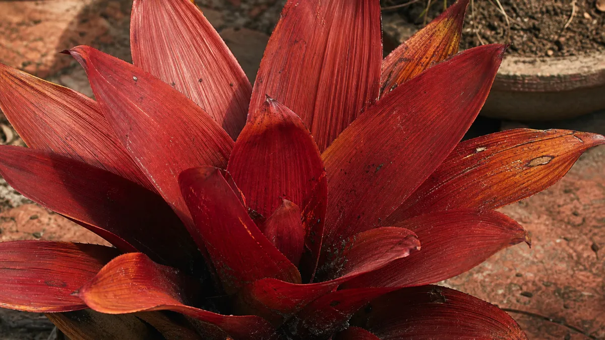 Fleurs qui commencent par la lettre B : la liste complète