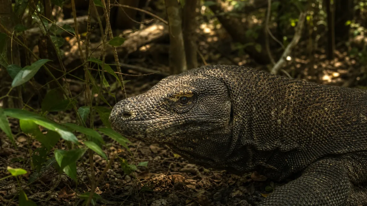 Animaux qui commencent par la lettre V : liste complète