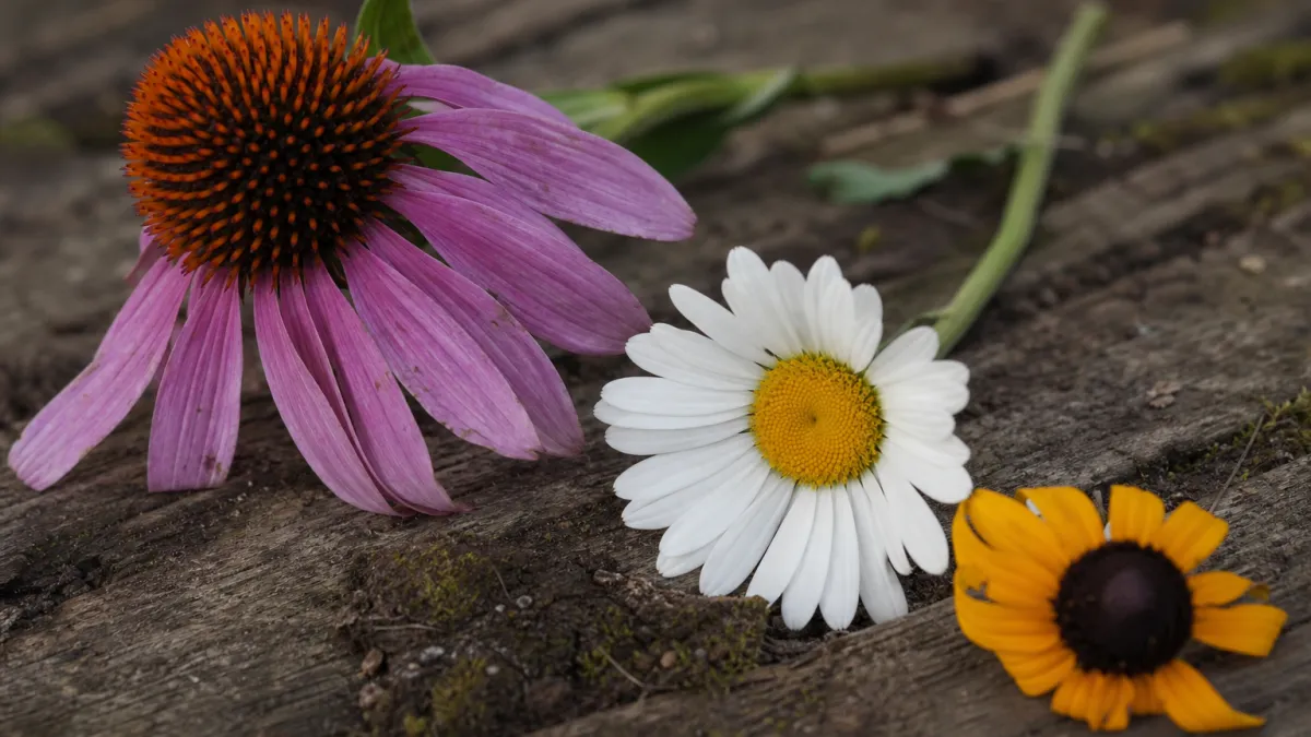 Fleurs qui commencent par la lettre E : le guide complet