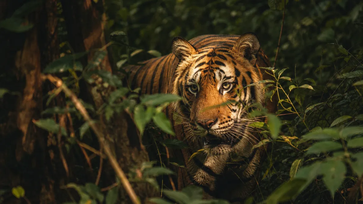 Animaux qui commencent par la lettre T : liste complète